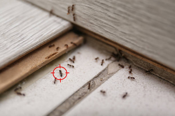 Best Wasp Removal Services  in Wylie, TX